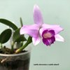 Laelia sincorana x Laelia alaorii